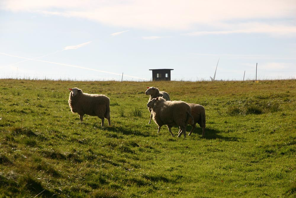 Schafe auf Koppel