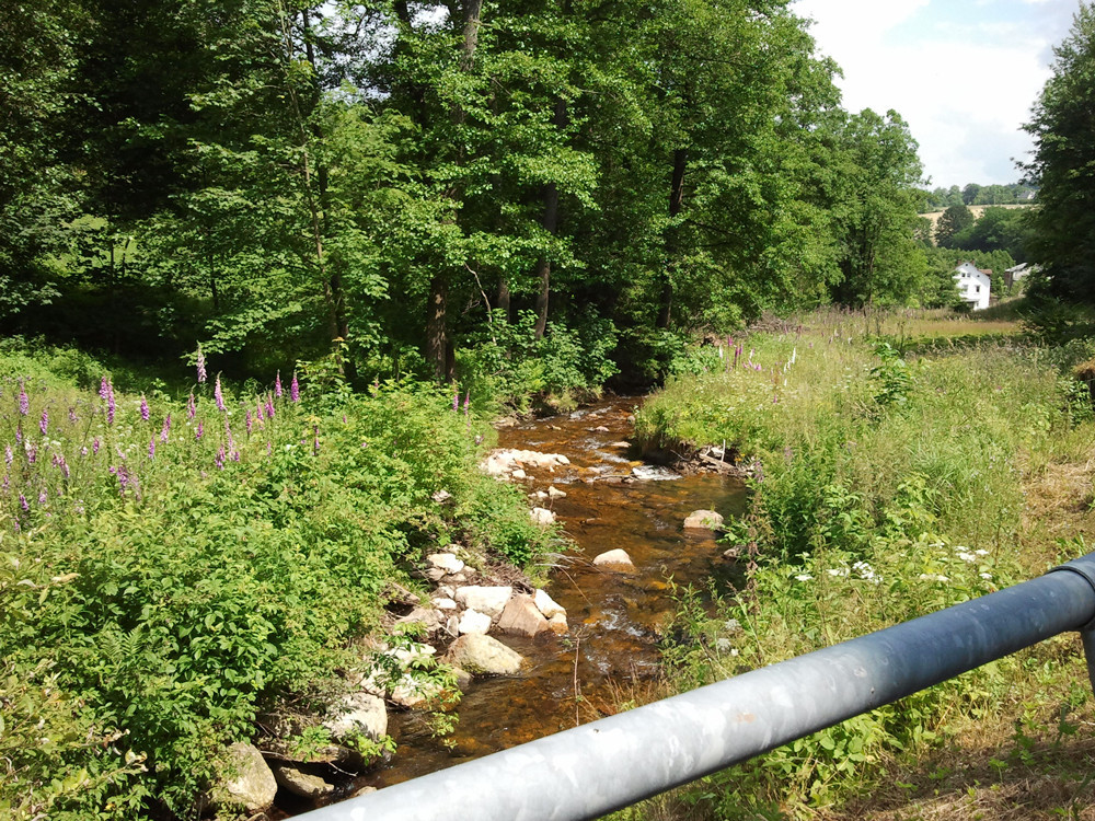 Bach fließt durch eine Wiese