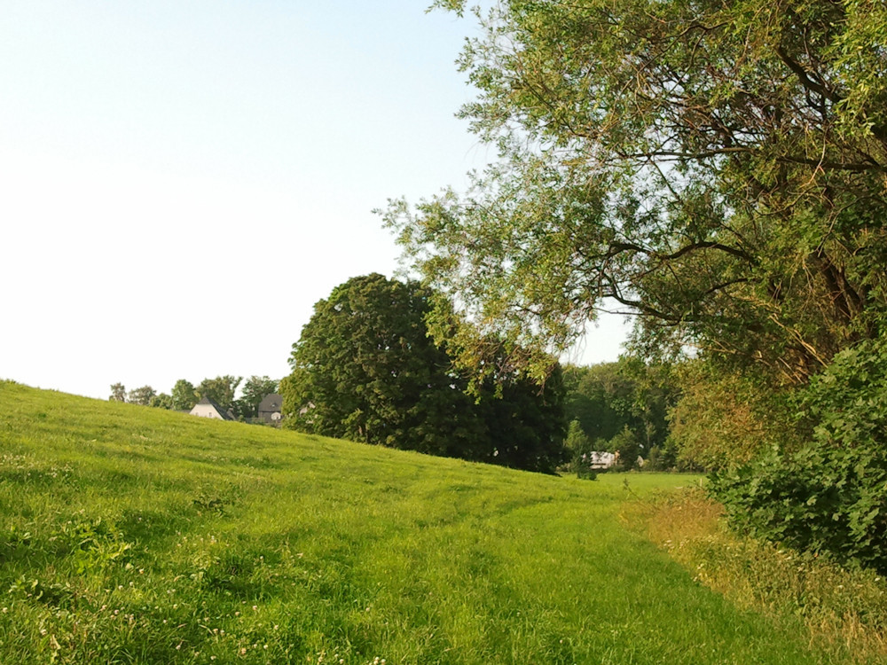 grasbedeckter Hügel mit Baum im Hintergrund